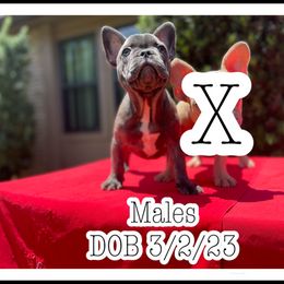 French Bulldog Puppies from Atomic Dog Kennels