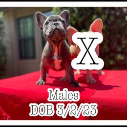 French Bulldog Puppies from Atomic Dog Kennels