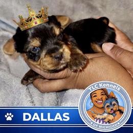DALLAS - Blue and gold male Yorkshire Terrier puppy in Eastpointe, Michigan from TLC Kennels TenderLittleCuties