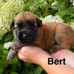 Boy 3 - Wheaten male Soft Coated Wheaten Terrier puppy in Newark, Ohio from Valleydayle Doodles and Wheatens