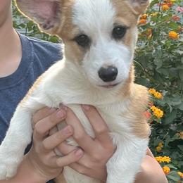 Patriot - Red male Pembroke Welsh Corgi puppy in Hope, Arkansas from Foxy Knoll Farm