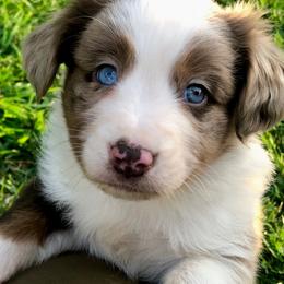 Miniature American Shepherd and Miniature Australian Shepherd Puppies from Idaho Mountain Mini Aussies