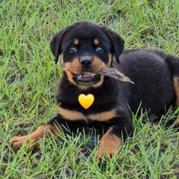Breezy - Black and mahogany female Rottweiler puppy in Live Oak, Florida from K&R RANCH KENNELS