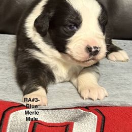 RA3 - Blue merle male Australian Shepherd puppy in Ada, Ohio from Windy Hill Aussies