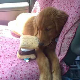 Honey - Golden Retriever