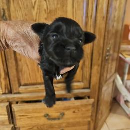 Miniature Schnauzer Puppies from Kelley Owen/rowland