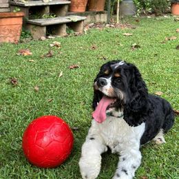 Cocker Spaniel All Grown Up from Laureen's Cocker Spaniels