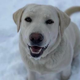 Dilute Retrievers and Labrador Retrievers from Wicked Pines Retrievers