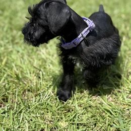 Girl 2 - Black female Miniature Schnauzer puppy in Charlotte, North Carolina from Marley’s Babies