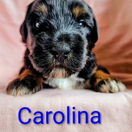 Carolina - Black and tan female Assorted Doodle Crosses puppy in Rainier, Oregon from Seven Petals Farm