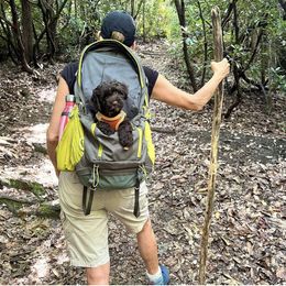 Australian Labradoodle Puppies from Berrybrook Doodles