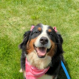 Ruby - Bernese Mountain Dog