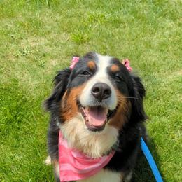 Ruby - Bernese Mountain Dog