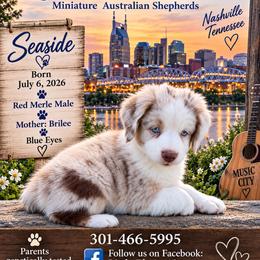 Seaside - Red merle male Miniature Australian Shepherd puppy in Nashville, Tennessee from Little B’s Aussies