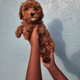 Poodle Puppies from Roman's Toy Poodles