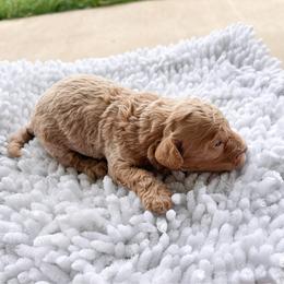 Grumpy - Cream male Goldendoodle puppy in Fate, Texas from Tiny Paws Goldendoodles
