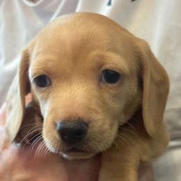Justice - Red female Dachshund puppy in Palo Cedro, California from RK Doxies