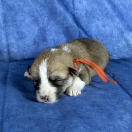 Orange Collar Female - Sable female Pembroke Welsh Corgi puppy in Victoria, Texas from Clear Creek Corgis
