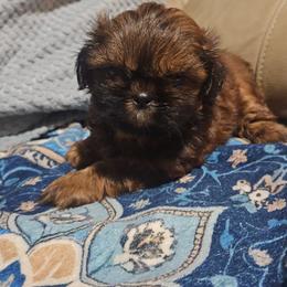 Abraham's Violet Rose - Red female Shih Tzu puppy in Woodsfield, Ohio from ROSE LANE SHIH TZUS