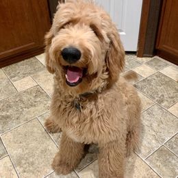 Goldendoodle Puppies from SunriseDoodles