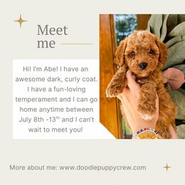 Final Pick of the Boys - male Cavapoochon puppy in Atlanta, Georgia from Doodle Puppy Crew