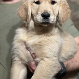 Cavalier King Charles Spaniel and Golden Retriever Puppies from Country Goldens and Mountain Top Cavaliers