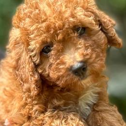 Goldendoodle and Poodle Puppies from Honey Blossom Doodles