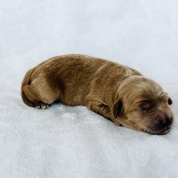 Stream - Red  female Goldendoodle puppy in Sterling, Illinois from Charley's Goldendoodles