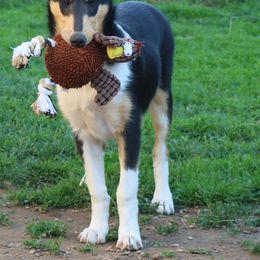 Collie Puppies from Thorndale Collies