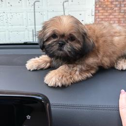 Rudy - Red male Shih Tzu puppy in Covington, Georgia from Top Hats 2  Shih Tzu’s