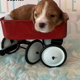 Gabriel - Red and white male Cockapoo puppy in Indiana from MoonShine Babies