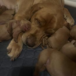 Labrador Retriever Puppies from Lake Crystal Farms Labradors