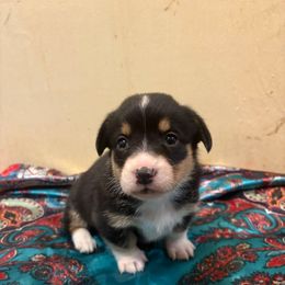 Harris - Black and tan female Pembroke Welsh Corgi puppy in Pikeville, Tennessee from Rock Solid Ranch