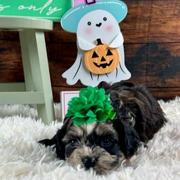 Sarah - Brown white and tan female Cockapoo puppy in Lancaster, Missouri from Cavapoo Acres