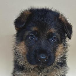 Sadie - Black and red female German Shepherd puppy in Grand Junction, Colorado from Sonnenfeld Shepherds