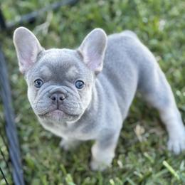 Smores - Tricolors male French Bulldog puppy in Covina, California from Chai Society Frenchies