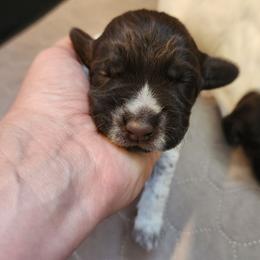 Girl 2 - Brown and gray female Wirehaired Pointing Griffon puppy in Emmett, Idaho from Idaho Wirehaired Pointing Griffons
