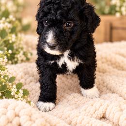 Boots - Black and white male Bernedoodle puppy in Saint Francis, Kansas from Land of Oz Doodles