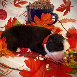 Cocoa - Black & white female Australian Shepherd puppy in Brookfield Township, Ohio from AussieLand Shepherds