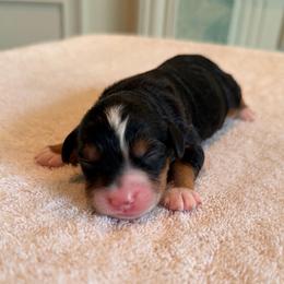 Whiff - Tri-color female Bernedoodle puppy in Royse City, Texas from Platinum Bernedoodles of Texas