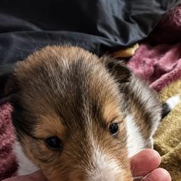 Eulalie sweetly speaking - Sable and white female Collie puppy in Malvern, Arkansas from Lost Acres Collies