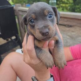 Rex - Blue male American Hunt Terrier puppy in Cave City, Arkansas from Bayou Valley Shepherds and American Hunt Terriers