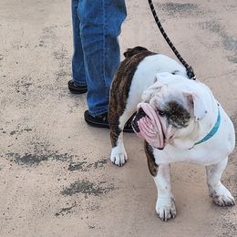 Fiona - Bulldog