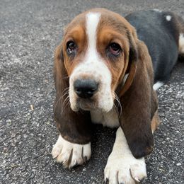 Basset Hound puppies from Tabitha's Basset Hounds