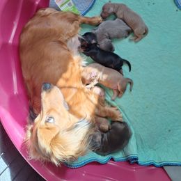 Five - Fawn (Isabella) female Dachshund puppy in Gordon, Georgia from Long Dogs Yellow Farm