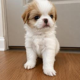 Bo - Lemon and white male Japanese Chin puppy in Orlando, Florida from Meghan's Japanese Chins