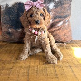 Charlotte - Red female Cavapoo puppy in Fort Lupton, Colorado from Puppy Paws Colorado