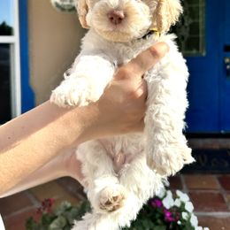 Lagotto Romagnolo Puppies from Lagotti di Mesilla