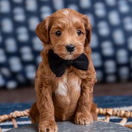 Boone - Red  male Goldendoodle puppy in Lumberton, Mississippi from SouthernDoodlebug/ Utah Doodlebug