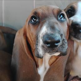 Flynn - Brown and white male Basset Hound puppy in Imler, Pennsylvania from Happy Hounds